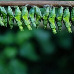 Personal Development