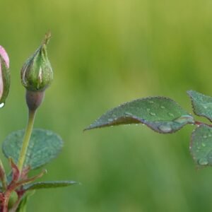 Personal Development