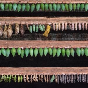 Personal Development