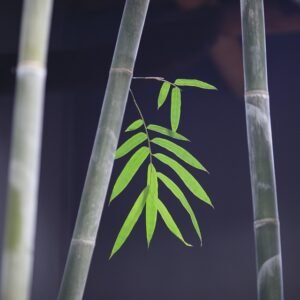 Personal Development