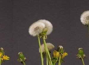 Personal Development