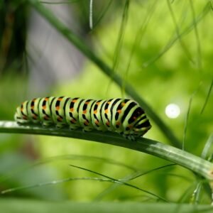 Personal Development