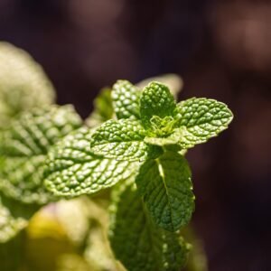 Beyond the Surface: Uncovering the Overlooked Insights in Forest Therapy Research