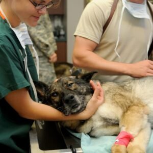 Trauma Healing