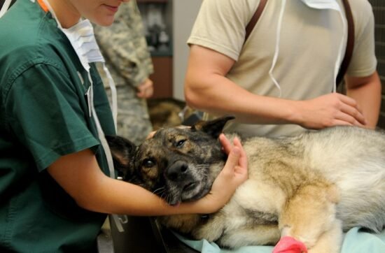 Trauma Healing