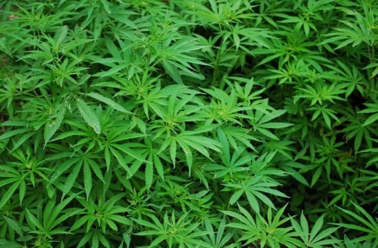 Trauma Healing