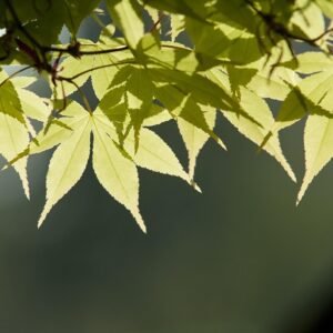 Trauma Healing